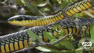 इतना बडा सांप 😱😱😡#snake #farming # dangerous King Cobra# cobra