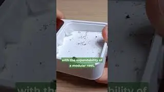 Quick WAKOOSHI VENUS NEST Review! 🐜