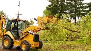 Yard Clean-Ups | Orange County, CA - Jose Martinez Tree Service