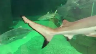Children's Aquarium at Fair Park in Dallas Texas (Short Video Clip) #aquarium #dallas