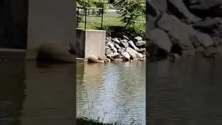 Whittier Lake, Frederick, Maryland