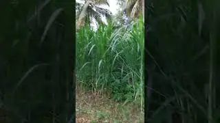 forage crops