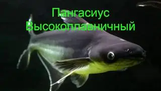 Пангасиус. Акулий сом.