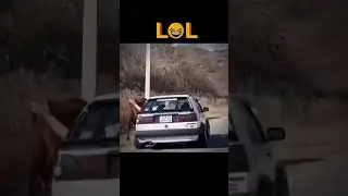 Volkswagen Driver slaps cows 😅😭🤣 #volkswagen #funny #cow