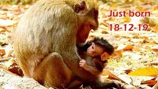 Congratulation, April monkey just gave new birth, Welcome one more new baby in Amber group
