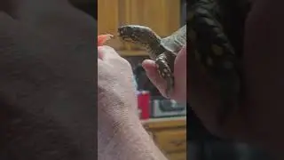 Box turtle eating watermelon