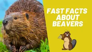 Beaver Facts | Beaver 101