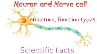 Neuron or nerve cell | structure | types | function | human | scientific Facts about neuron