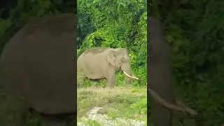 Wildlife of Dooars #dooars #wildlife #animalplanet #discovery #shortvideo