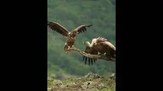 California Condor vs Eagle &ndash; Epic Battle for the Branch! 🦅🐦 #CaliforniaCondor #EagleVsCondor