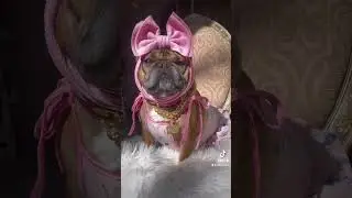 French Bulldog in her new outfit #cute #dog #frenchbulldog #video #fashion #shortsvideo #shortsfeed