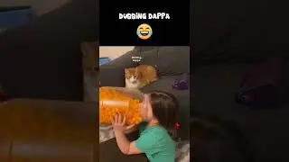 Nandri Ketta Naaiyu 🤣 #funny #cat #shorts #dog #shortsfeed #animals #dubbingdappa #catvideos #pets