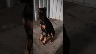 Pretty girl at 5 months #doberman #dobie #dobermanpinscher #dogs #dogsoftiktok #puppies #dogslove