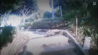 Hi guys see and visit alameda farm in surigao del sur SULIT!!!!