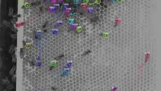 Tracking All Bees in the Hive
