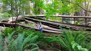 Shattered Redwood, Stout Grove, California