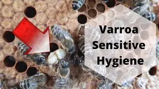 Varroa Sensitive Hygiene in Carniolan honeybee colonies #vsh #carnica