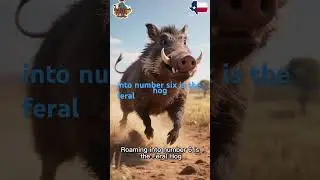 10 of Texas&rsquo;s deadliest animals count down. # Fun fact!