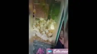 Angel fish swimming view🐟😍#fish pet's lover#fish point shop#yt studio#yt shorts#fish tank in shrimp🐟