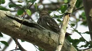 Chordeiles minor | Chotacabras Norte&ntilde;o | Common Nighthawk