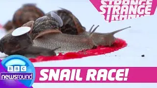 Inflatable Cat Alert 😺 + Racing Robots 🤖 & Snails! 🐌 | Strange News | Newsround