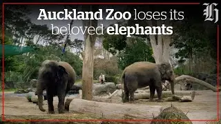 Auckland Zoo loses its beloved elephants | nzherald.co.nz