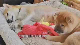 Potats Exist. Suki: GGRRRRRR