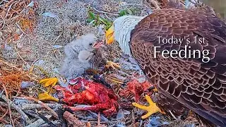 #72🦅🐥16&deg;🐥11&deg;／Winter Park Eagle Nest 2026／Against All Odds:One-Eyed Mom／by Winter Park Eagle Cam