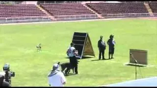 Aslan das Studium B-81 IPO-3 / Universal Championship 2011