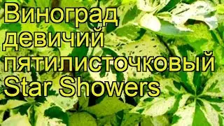 Виноград девичий пятилисточковый Стар Шауэрс. Краткий обзор parthenocissus quinquefolia Star Showers