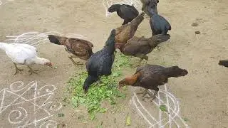 trupu jathi Kodi pettalu
