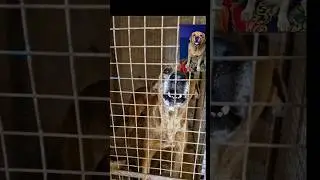 Kutta Bhaukta Kyun Hai? | Dog Barking Science Explained in Hindi 🐶
