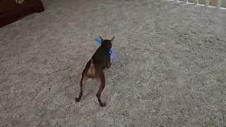 Dog toy fun