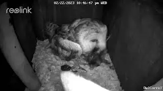Barn Owls Mating, Bonding Preening Part 6.  Owl Box (Corral) - 2/22/23 - 10:46 pm