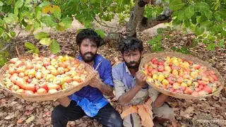 Primitive Technology - Farm Fresh CASHEW FRUITS Picking and Eating in my Village// PARUTHIVEERAN VS