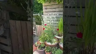 3 gardens today&bull; Clean a neglected area&bull; Revitalise a garden&bull; Deliver and plant Rose Campion &lsquo;alba&rsquo;