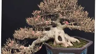bonsai viet nam vs .....02 Những tác Phẩm bonsai đẹp 2020 | Bonsai Indo  Care Bonsai | BsPc