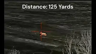 First Thermal Scope Coyote With The Bering Optics Super Hogster And FoxPro Wildfire II