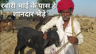 अब दिल्ली में आए भेड़ो के साथ रबारी भाई || 7082798182 ||