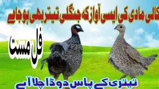 Kali Madi Ki Awaz|Kale Teetar Ki Madi Amazing 2025|black francolin female voice|full mast madi voice