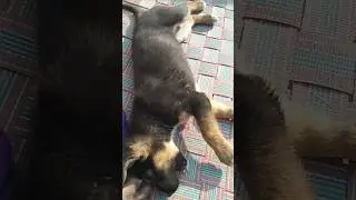 dog comedy 🐕🐕🐕 #comedy #funny #love #ytshorts #youtubeshorts #comedyfilms #talkinganimal