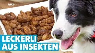 Tierfutter aus Insekten f&uuml;r Hunde mit Allergien geeignet