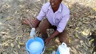 tree anti termite treatment