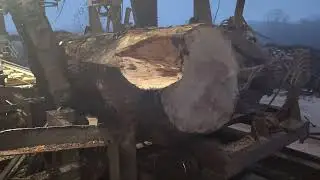 Sawing two big logs this morning  #sawmill #8