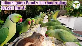 Indian Ringneck Parrots Food Feeding🌾Day-221 | Part-4❤️❤️❤️❤️