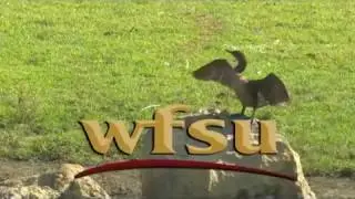 WFSU-11, Tallahassee, FL, Station Identification, 8 pm, November 20, 2016
