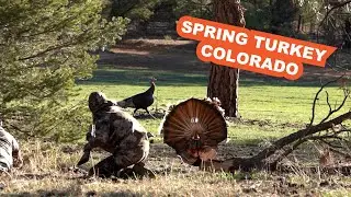 Spring Turkey in the Mountains of Colorado