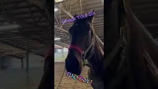 #countrymusic #horsegirl #horse #training #standardbredhorses #standardbred