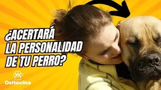 DICEN QUE ESTE TEST DEFINE LA PERSONALIDAD DE TU CACHORRO ¿SERÁ CIERTO?