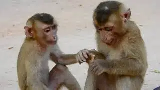 We Have Only Two Abandoned Monkeys Now Coz Tom Is in Hospital And Roman And Rolex Have Lost.